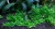 Гратиола Вискудула (меристемное растение) ф60х40 мм